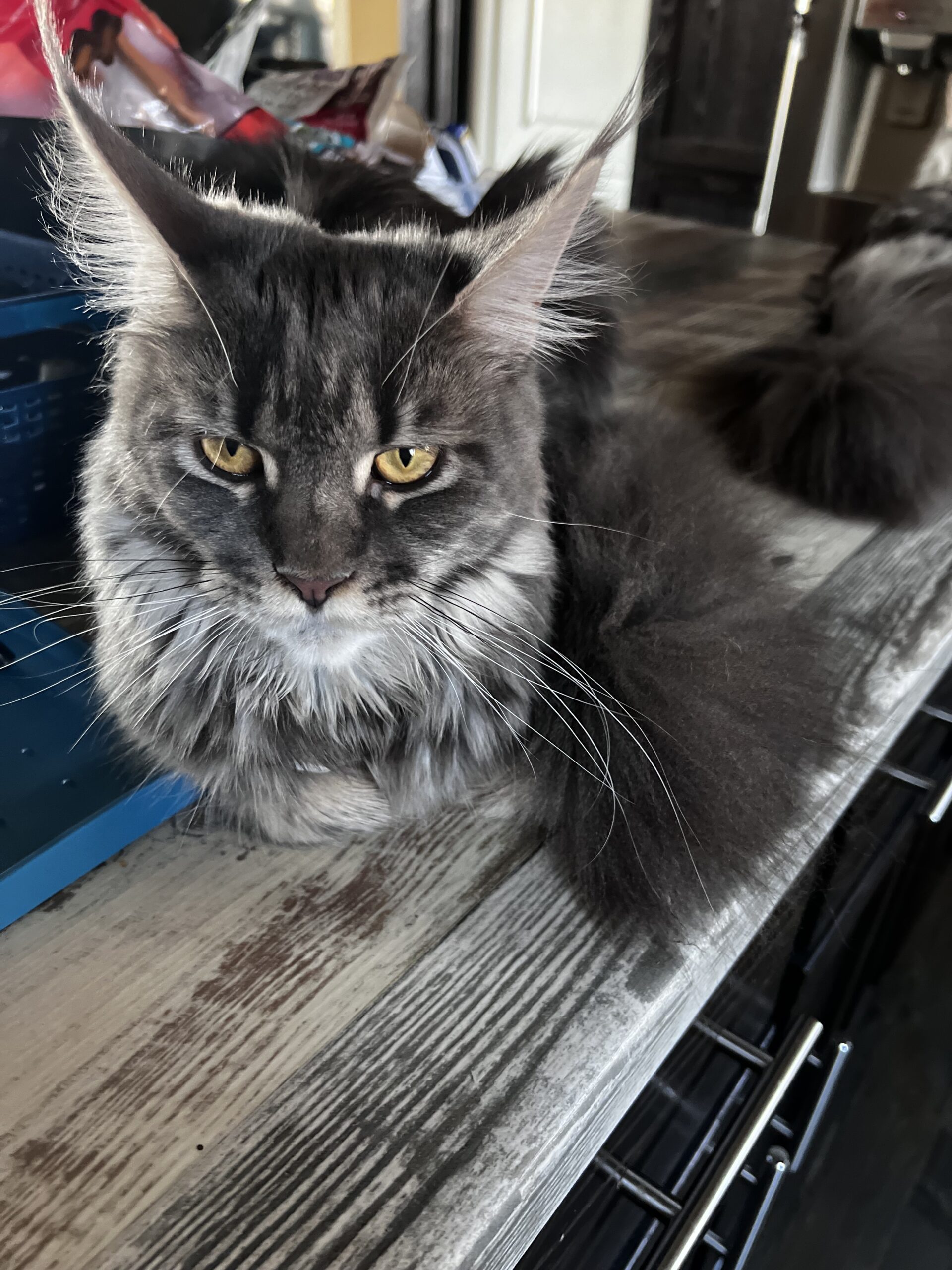 Kometes Maine Coon Cats and Kittens Georgia - cats and kittens for sale